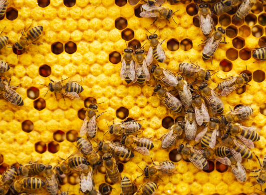 De Gezondheidsvoordelen van Honing en Propolis