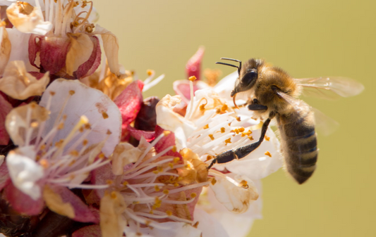 Manuka Honing: Werkt het Echt of Is het Onzin?