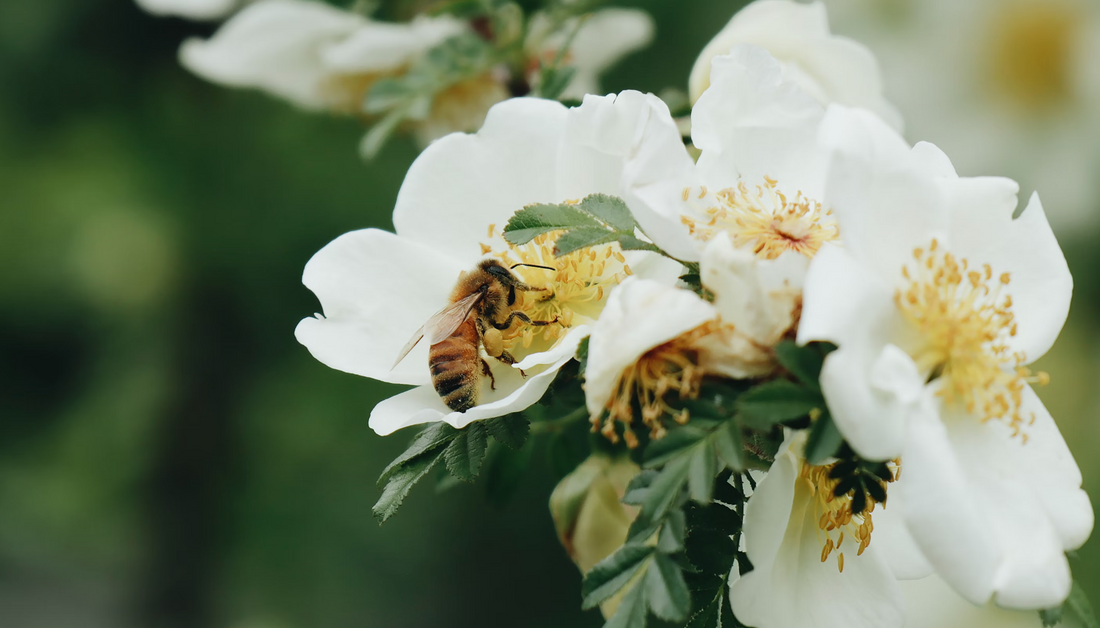 Het Verschil Tussen Manuka Honing en Andere Honingsoorten