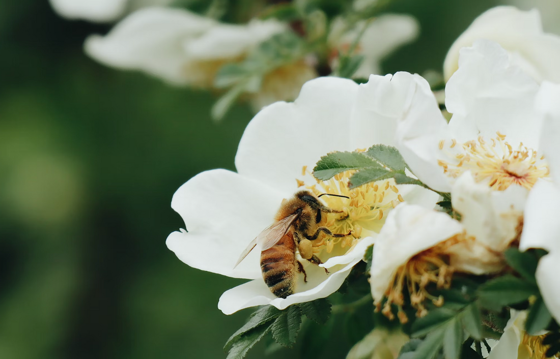 Werking van een hoge Manuka Honing (MGO 1000+)