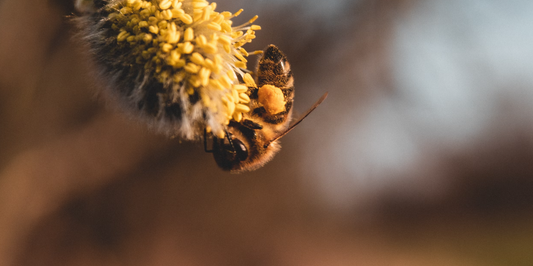 Bijenpollen en borstgroei: Feiten en speculaties