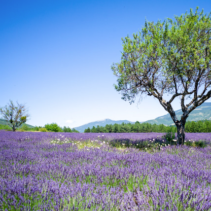 lavendel honing landschap