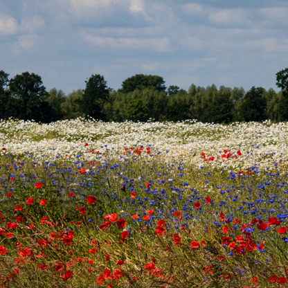 Bloemenhoning 250g Griekenland Honingwinkel (vloeibaar)