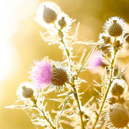 Distel met bloemenhoning 250g Turkije Honingwinkel (vloeibaar)